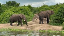 7 Day Wildlife Tour, Mount Bisoke Hiking & Gorilla Trekking Trip