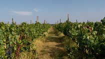Vineyard Elegance: A Mendoza Wine Odyssey