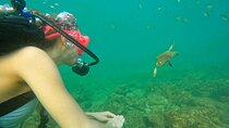 From Abu Dhabi: Try Diving experience and Snorkeling in Fujairah