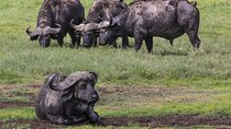 3 Day tour Tarangire, Ngorongoro crater & Lake Manyara 