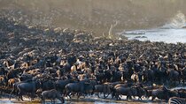 4 Days in the Wild: Explore Cultural Tour, Serengeti & Ngorongoro