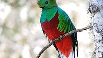 Birdwatching Private Tour in Cloud Forest, Coronado, San Jose