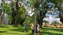 Aburi Gardens & Cocoa Tours