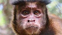 Half Day Private Tour of Akumal Monkey Sanctuary