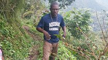 Jamaica Blue Mountain Coffee Tour and sightseeing experience