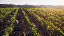 Tuscany Wine Tours in a family winery Podere Pellicciano