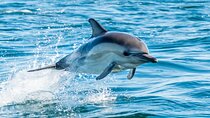 15 Min Swim with the Dolphins with Transfers - Sharm El Sheikh