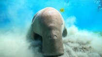 Snorkeling Boat Trip with Dugongs and Turtles in Marsa Alam
