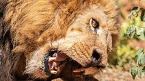Lion Experience