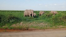 7 Days of Kenyan Wonders: A Mid-Range Safari Adventure