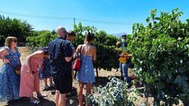 Athens Wine Tour with Wine Expert