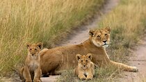 Masai Mara National Reserve 3 Day Tour Experience With 4*4vehicle