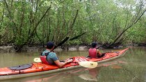 Mangrove, Beaches and Islands by Kayak tour