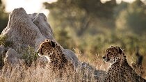 7-Day Masai Mara Nakuru Amboseli Kenya Budget Safari