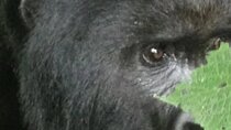 29 Day Roadtrip Uganda, Rwanda, Congo DRC and Burundi