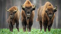 Bison Sanctuary, Vlad the Impaler Princely Court & Dracula Grave