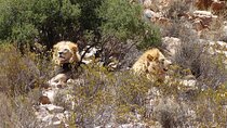 3 Days Private Wildlife Safari and Garden Route of Africa