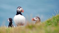 Full Day Private Westman Island Tour from Reykjavik