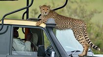 3-Days Maasai Mara Camping Safari on 4x4 Land Cruiser Jeep
