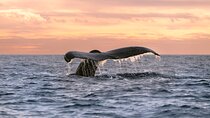 Educational Sunrise Whale Watching with Photos Included