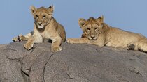 4 Days Mid range Safari to Serengeti and Ngorongoro Crater