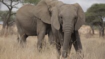 3 Days lodge Safari to Tarangire, Lake Manyara and Ngorongoro 