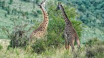 Private 5 Days Camping Tour in Serengeti National Park 