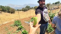 Live like a shepherd for one day, the Mitato experience
