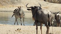 3 Days Budget Camping Safari to Serengeti and Ngorongoro Crater