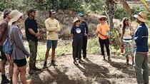 Work with Native Reforestation and Polynesian Agriculture in Maui