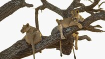 6 Days Private Safari with Mid-range Lodges or Camps