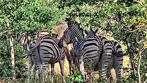 Private 4x4 Safari in National Park 