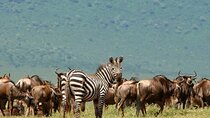5 Days Under Serengeti Skies Tour