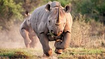 Private Pilanesberg Closed Drive Safari 