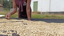 Nairobi Coffee Farm Tour