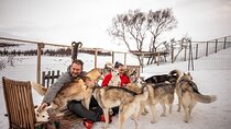 Husky Petting, in Akureyri