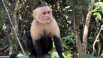 Hike in Manuel Antonio National Park with Transportation 