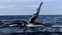 Humpback Whale Watching Private Tour