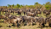 6-Day Safari to Tarangire, Lake Manyara, Serengeti and Ngorongoro