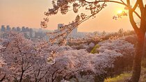 Suwon Hwaseong + Purple Flower(Azalea) + Cherry Blossom