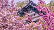 Suwon Hwaseon & King Cherry Blossom Gakwonsa & Flower Festival