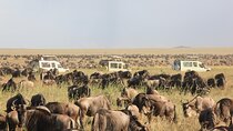 4 Day Tanzania Safari Tarangire Serengeti and Ngorongoro Bliss