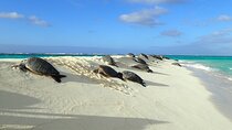 Enchanting Small Group Circle Island Tour Across Oahu Paradise