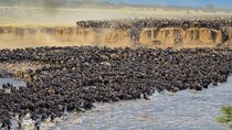 5 Days Mara River Crossing Wildebeest Migration in Serengeti