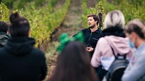  Wine Tasting Experience near Florence