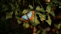 Butterfly Garden & Tortuguero Canals: A Unique Tropical Adventure