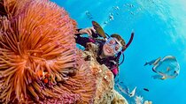 Margaritaville/Jeski Tour or Snorkeling in Montego Bay 