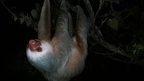 Guided Night Tour in Monteverde Cloud Forest