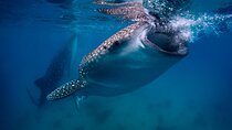Cebu Whale Shark, Tumalog Falls & Moalboal Sardines, Turtle Tour