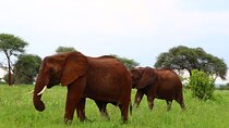 1 Day Tarangire National Park